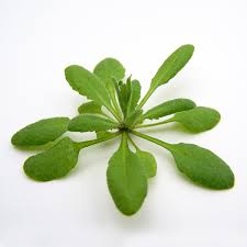 شرایط بهینه کشت آرابیدوپسیس (Arabidopsis) در خاک